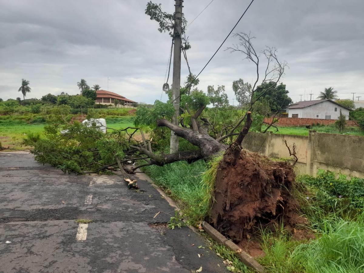 Ventania derruba árvore e poste em escola em Fernandópolis iFernandópolis