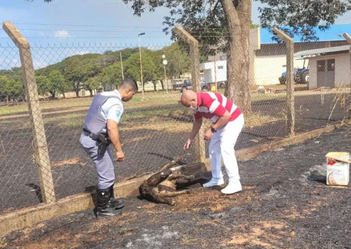 Morre tamanduá-bandeira gestante que teve 90% do corpo queimado em incêndio